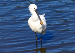 P1700476：ヘラサギ_R
