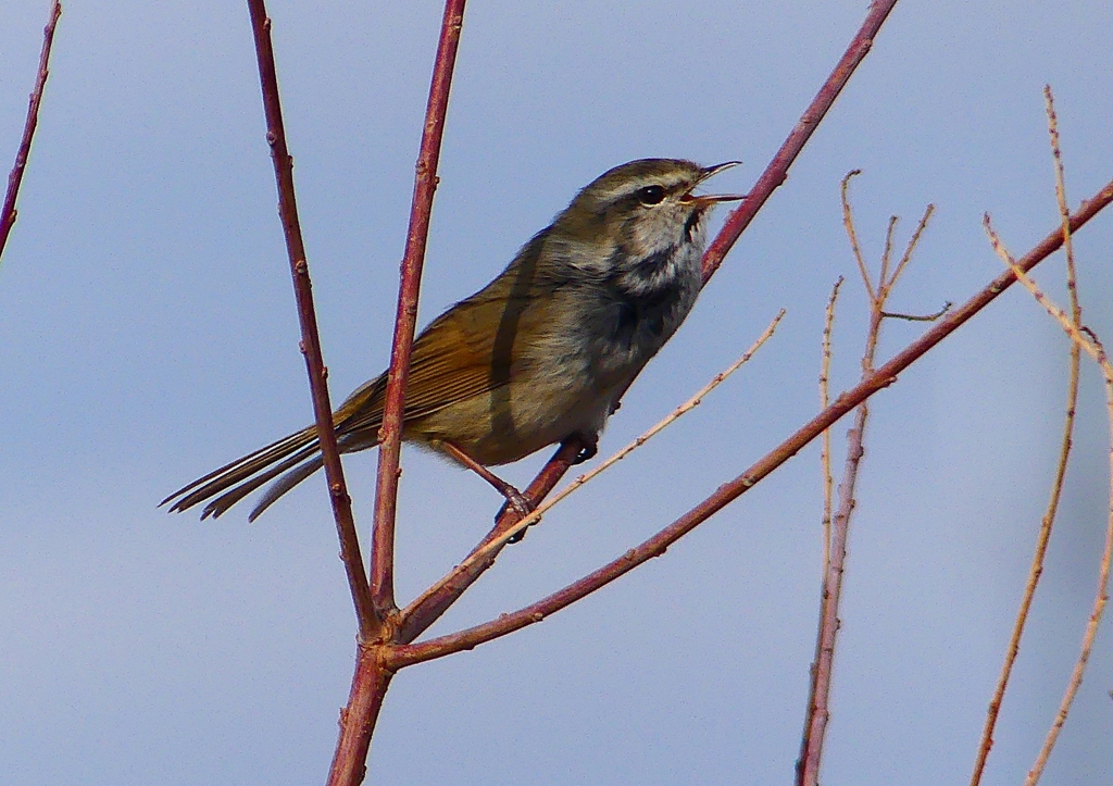 P1840350：ウグイス_R