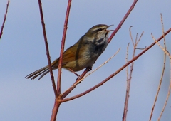 P1840350：ウグイス_R