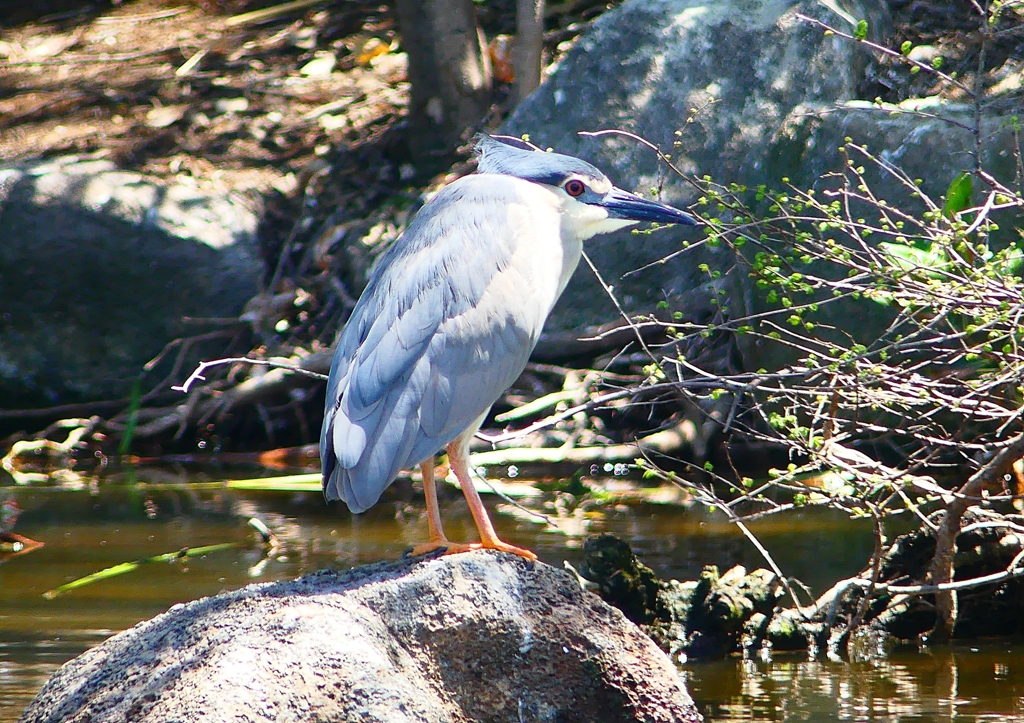 P2020262：ゴイサギ_R