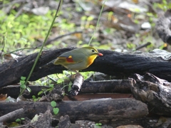 P2710040：ソウシチョウ_R