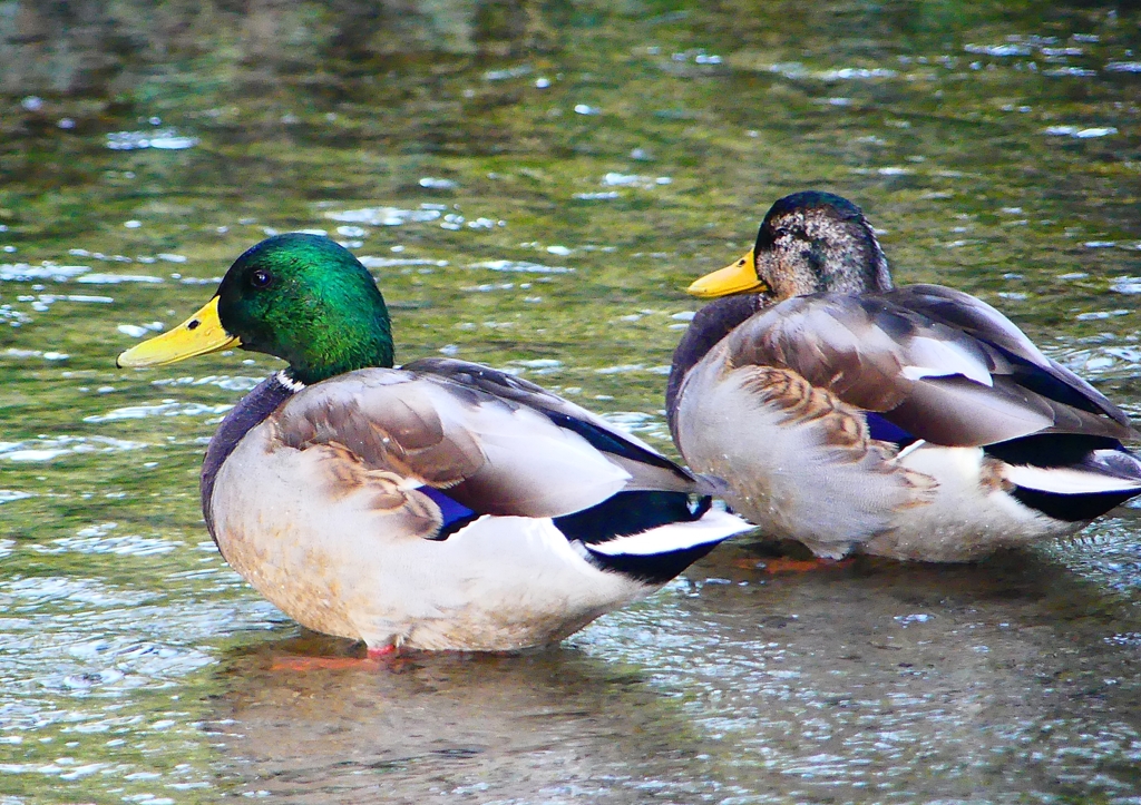 P1320802：マガモ_R