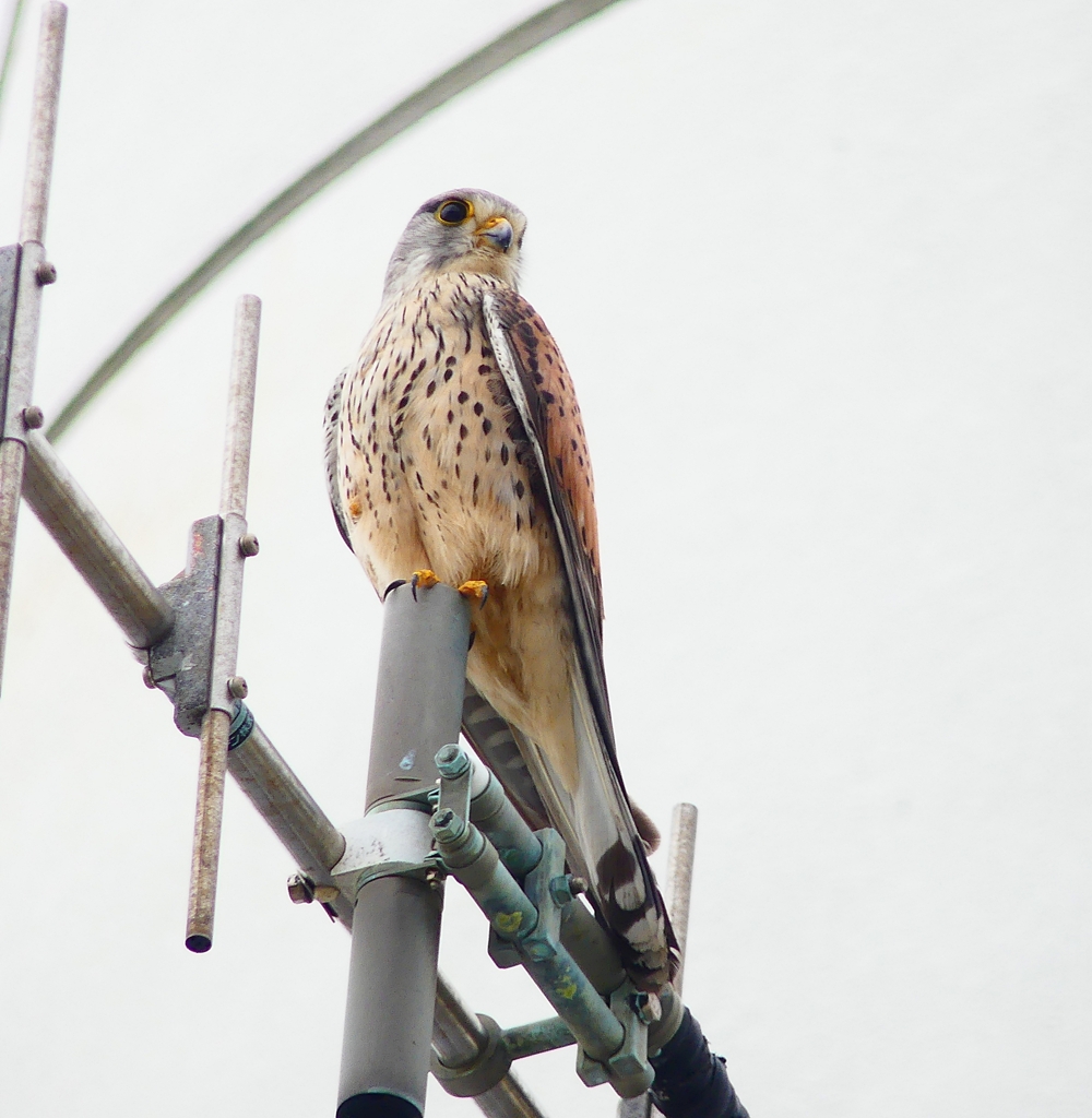 P4910863：チョウゲンボウ_R