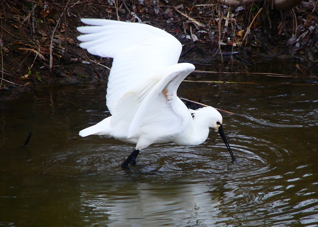 P3810856：ヘラサギ_R