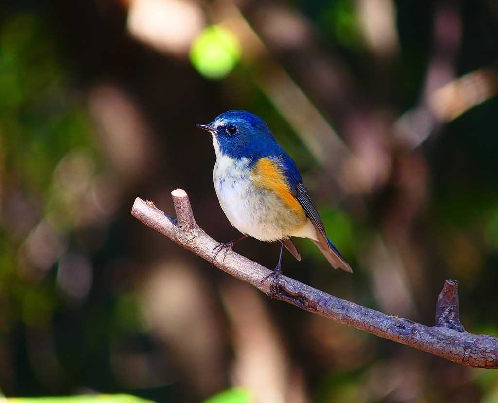 P3680190：ルリビタキ（オス）_R