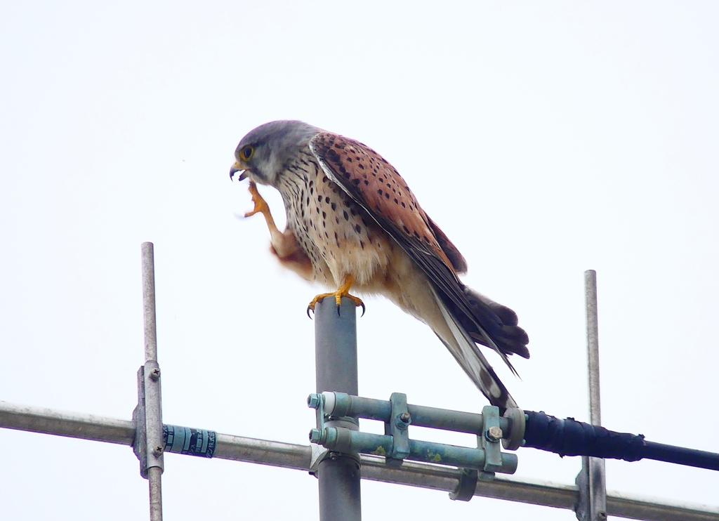 P4910797：チョウゲンボウ_R