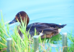 P1320348：ホシハジロ交雑種_R