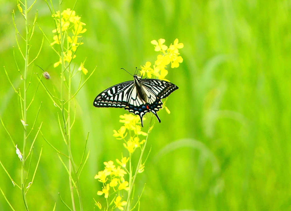 P4900516：ナミアゲハ_R