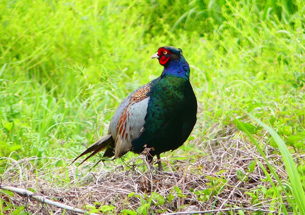 P1970390：キジ（オス）_R