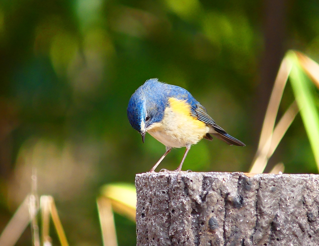 P3800024：ルリビタキ（オス）_R