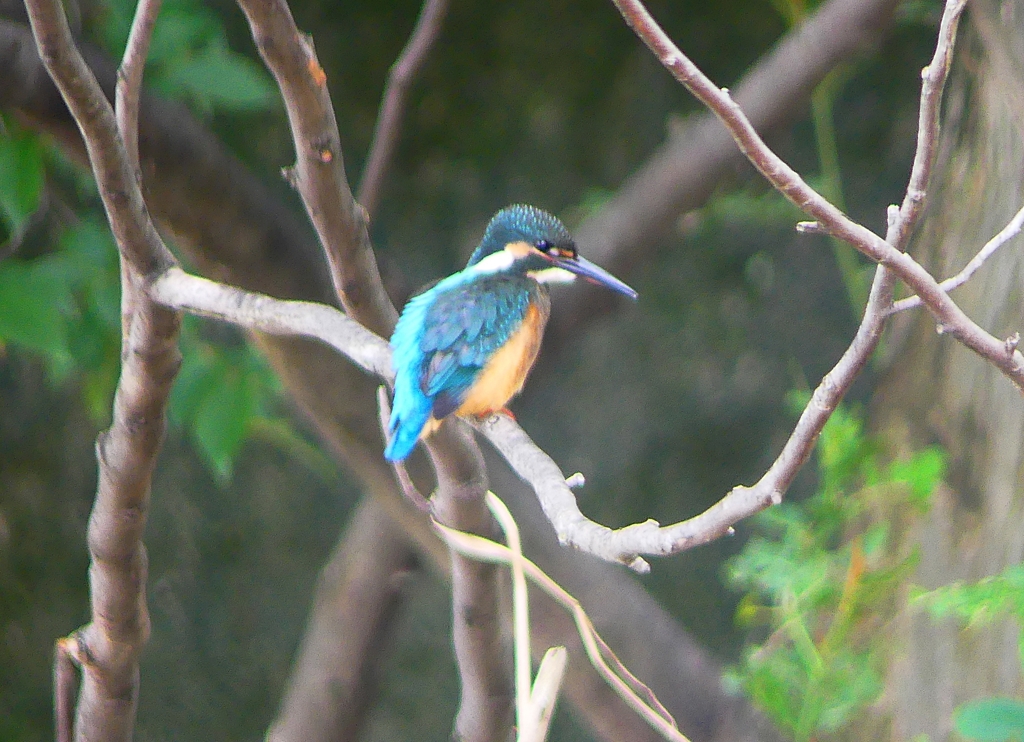 P1020426：カワセミ（オス）_R