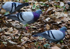 P1880996：カワラバト_R