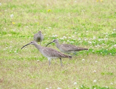 P4070402：チュウシャクシギ_R