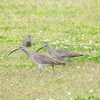 P4070402：チュウシャクシギ_R