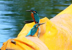 P4480525：カワセミ（オス）_R