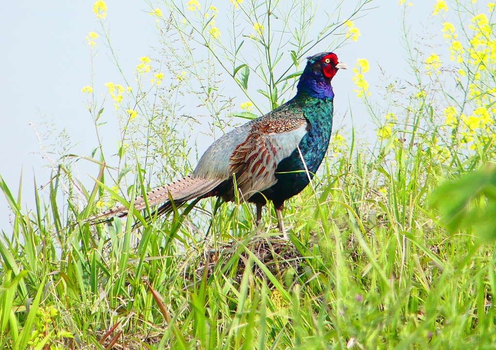 P1990804：キジ（オス）_R
