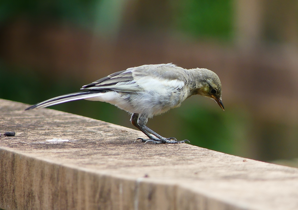 P1160456：ハクセキレイ（幼鳥）_R