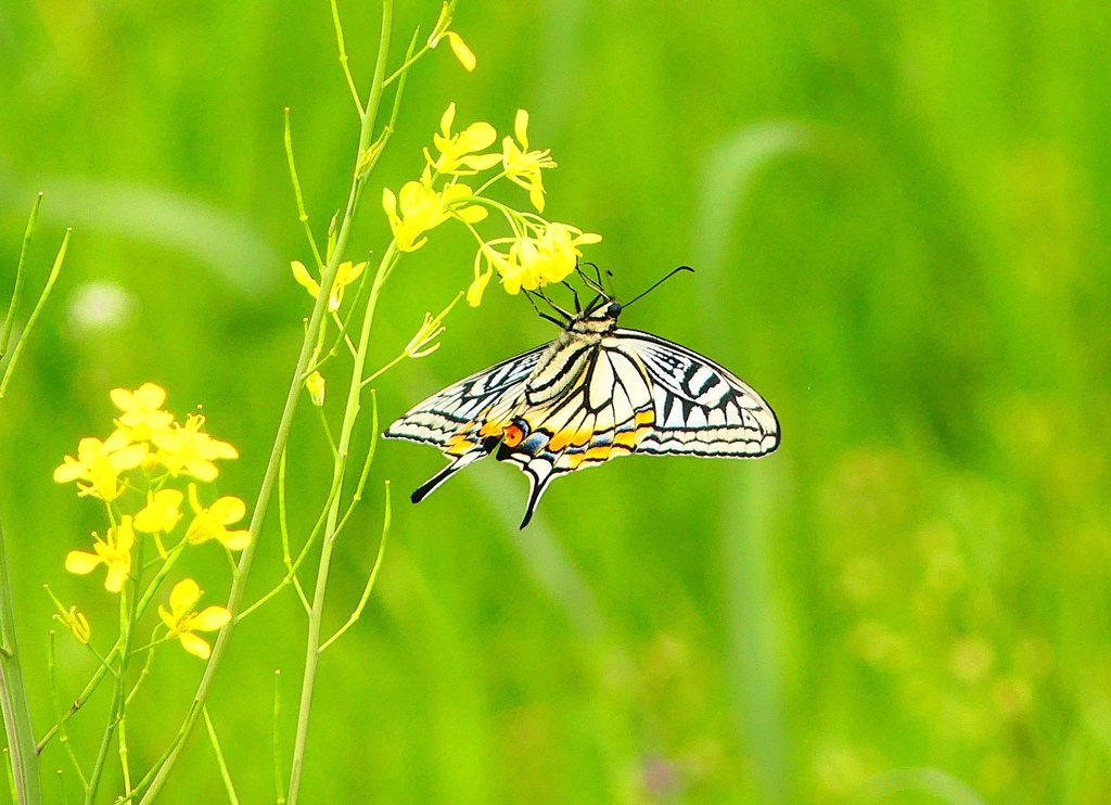 P4900535：ナミアゲハ_R