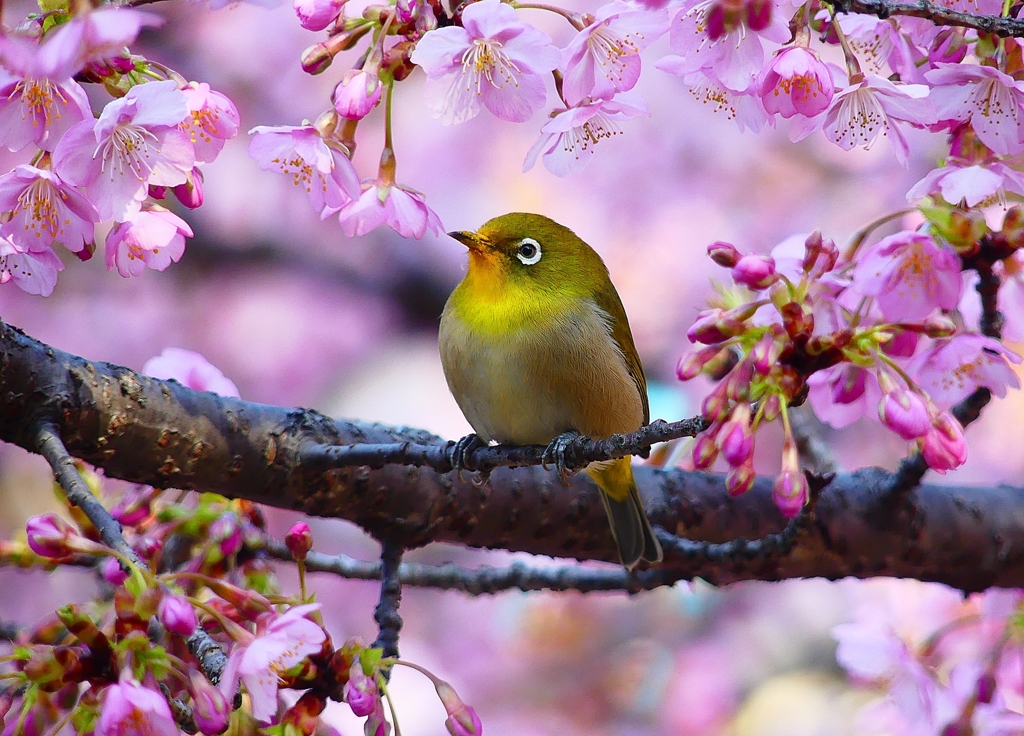 P4770874：メジロ＜河津桜＞_R
