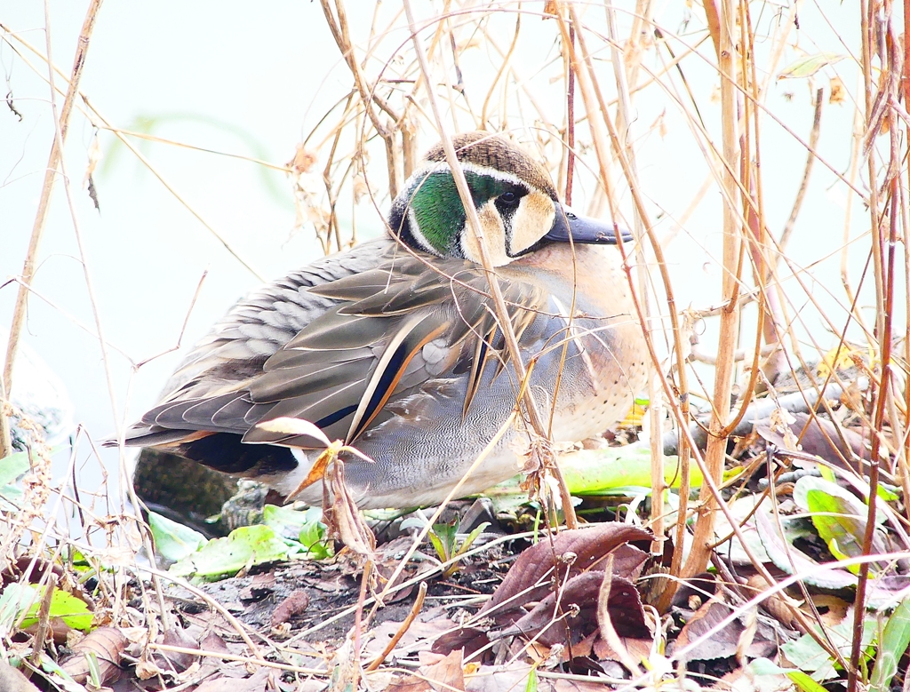 P4700359：トモエガモ（オス）_R