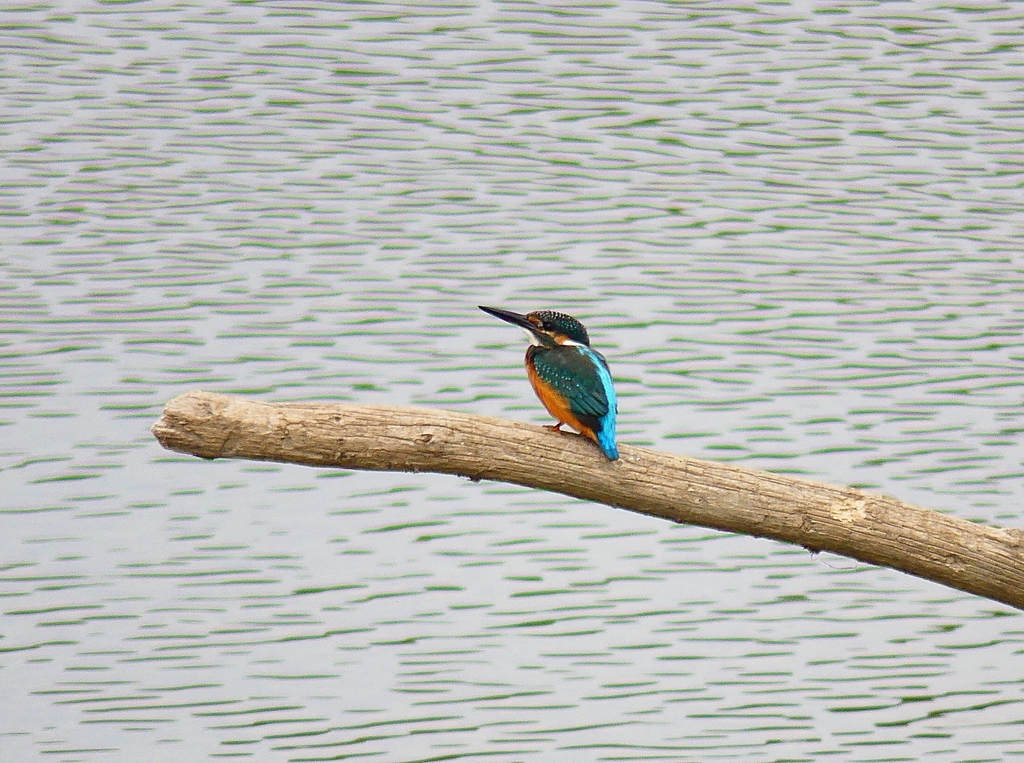 P4370342：カワセミ（オス）_R