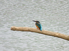 P4370342：カワセミ（オス）_R