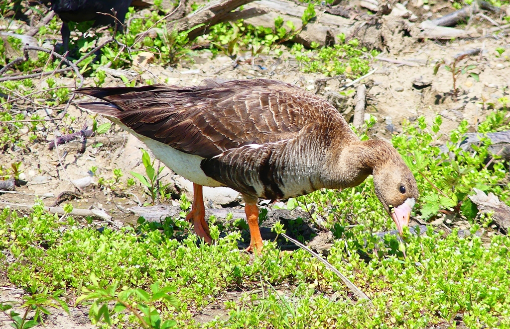 P4900168：マガン_R