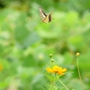 P1230682：キアゲハ_R