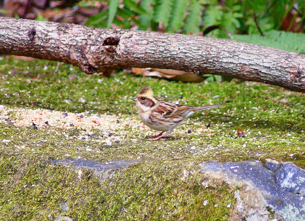 P3840761：ミヤマホオジロ_R