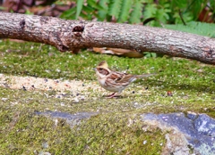 P3840761：ミヤマホオジロ_R