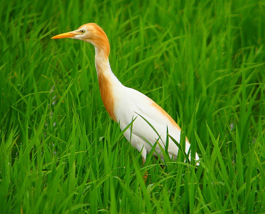 P1060109：アマサギ_R