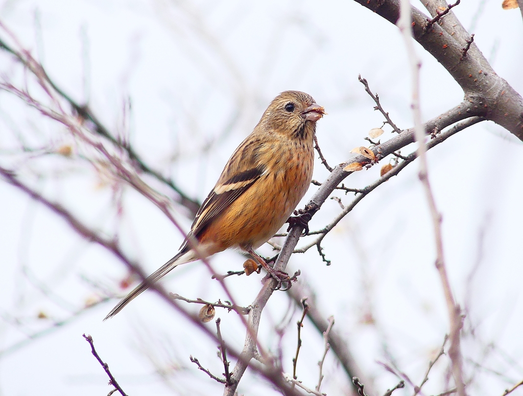 P4760754：ベニマシコ（メス）_R
