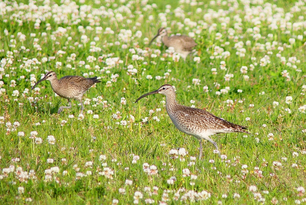 P4080702：チュウシャクシギ_R