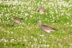 P4080702：チュウシャクシギ_R