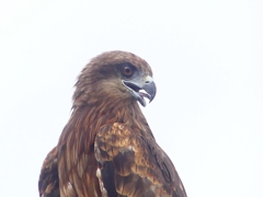 P4300044：トビ_R