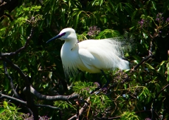 P2010296：コサギ_R
