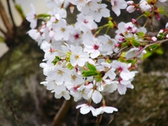 P4870431：背割堤の桜_R