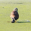 P1990113：チョウゲンボウ-25_R