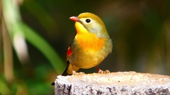 P1840228：ソウシチョウ-34_R