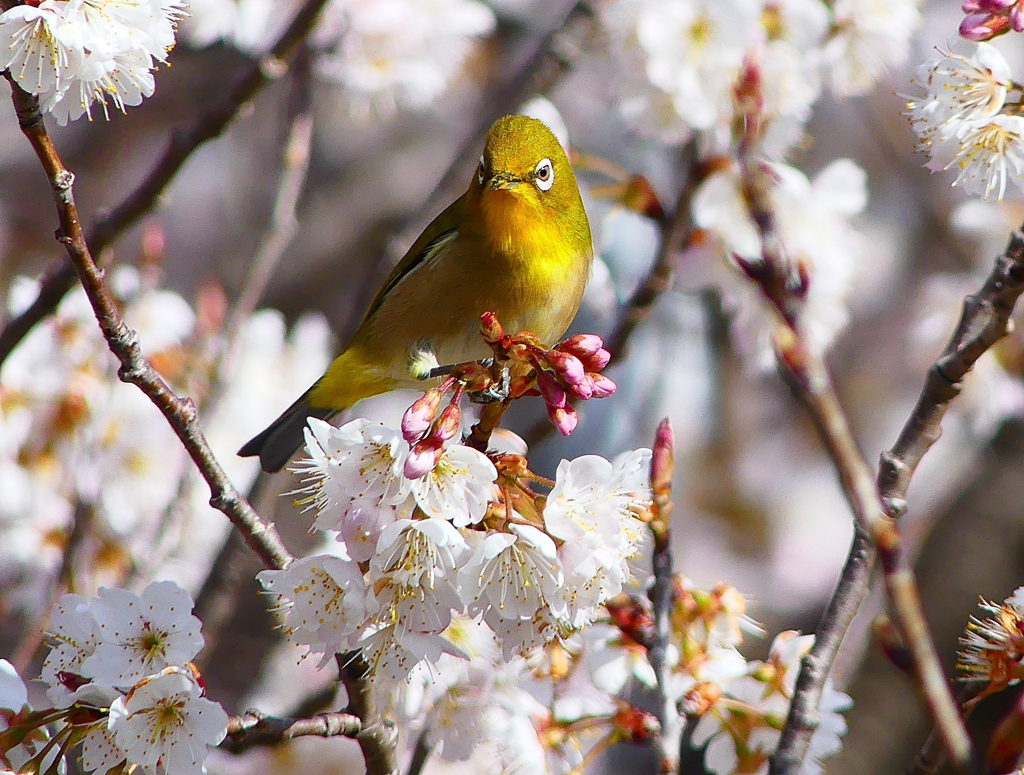 P4840477：桜にメジロ_R