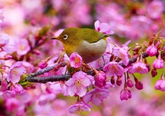 P1870119：河津桜にメジロ_R