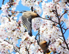 P3990045：桜にキレンジャク_R