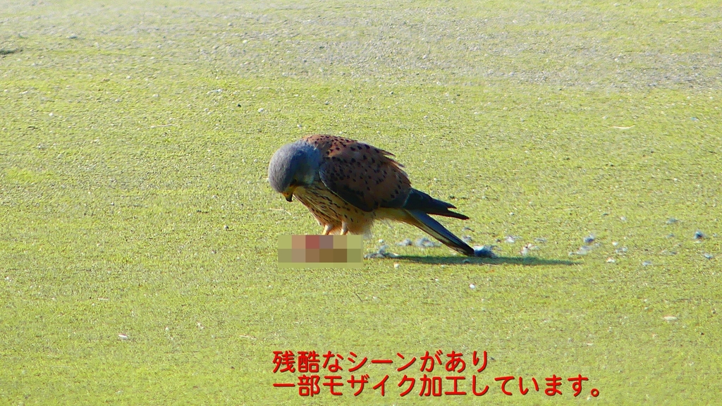 P1990106：チョウゲンボウ-24_R