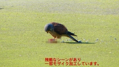 P1990106：チョウゲンボウ-24_R