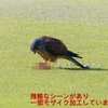 P1990106：チョウゲンボウ-24_R