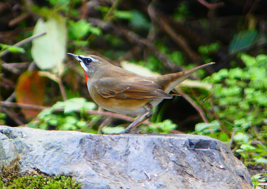P1350658：ノゴマ（オス）_R
