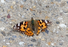 P4090623：ヒメアカタテハ_R