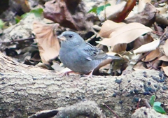 P1730534：クロジ_R