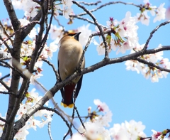 P3970172：桜にキレンジャク_R