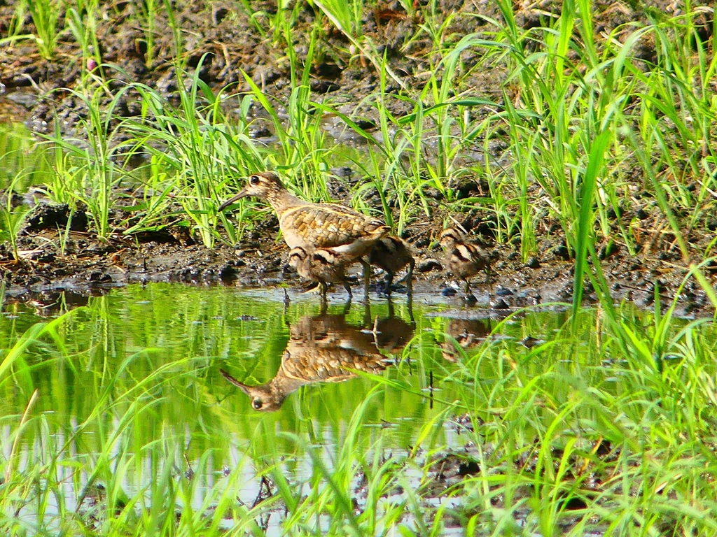 P1130262：タマシギ親子_R